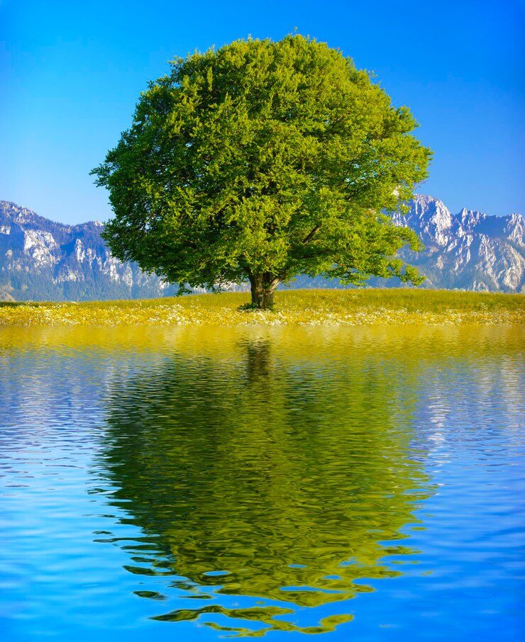 Photo arbre par lac contre le ciel
