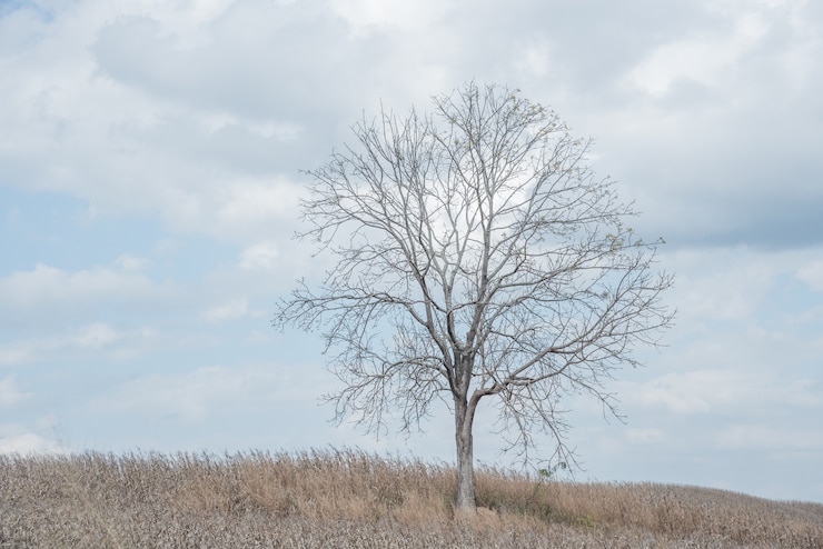 Photo un arbre parmi le champ de maïs