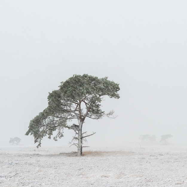 Photo arbre sur le paysage contre un ciel clair en hiver