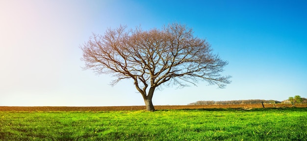 Arbre sur un paysage herbeux contre le ciel
