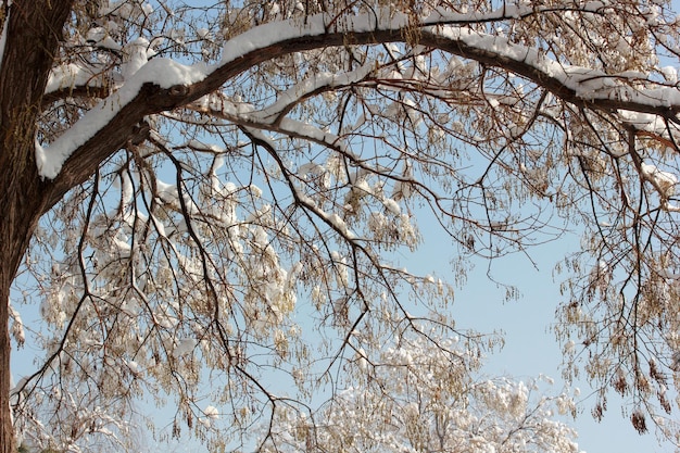 Arbre Paysage d'hiver