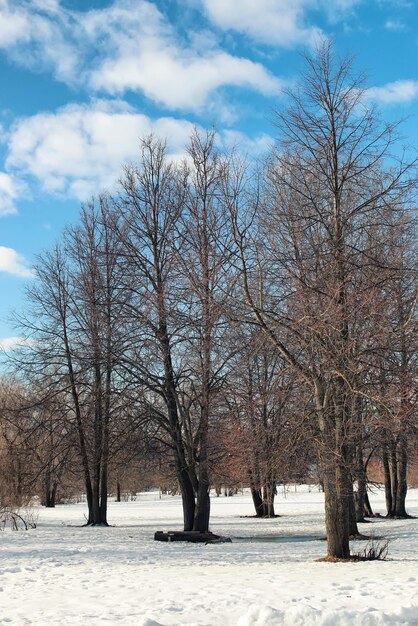 Arbre de paysage de neige de dégel