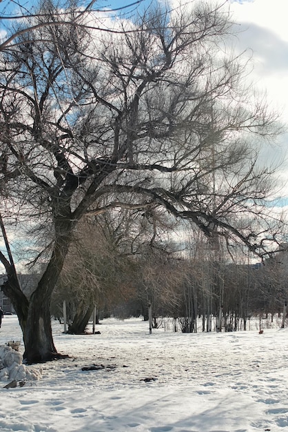 Arbre de paysage de neige de dégel