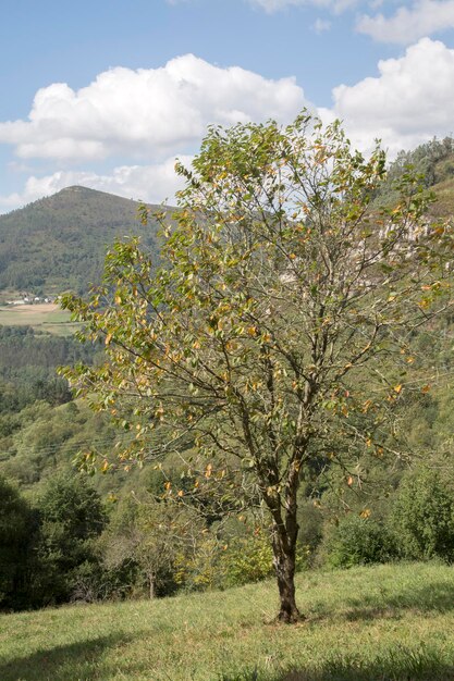 Arbre en paysage Villayon Asturies Espagne