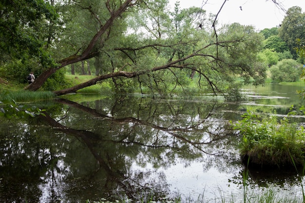 l'arbre penché sur l'eau