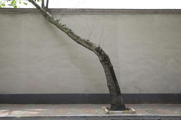 arbre penché, vue de face