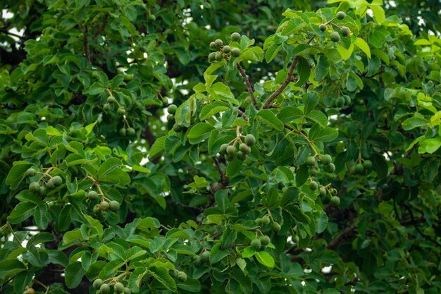 Photo arbre de pequi typique caryocar brasiliense dans le biome du cerrado brésilien avec un tronc tordu