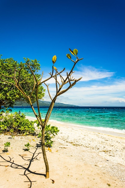 Photo arbre sur la plage contre le ciel bleu