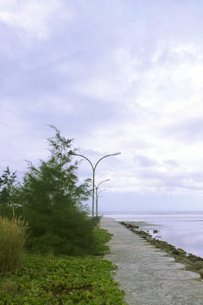 arbre sur la plage