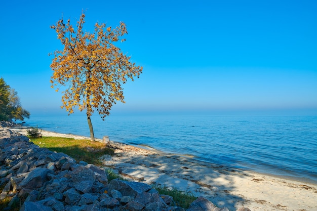 Arbre sur la plage