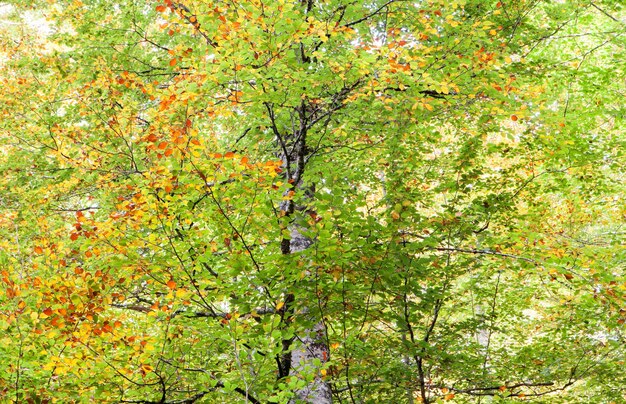 Arbre plein de feuilles qui commencent à jaunir