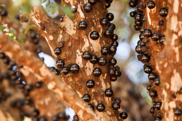 Arbre plein de Jabuticabas. Plantation de Jabuticaba, agriculture.