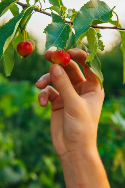 Un arbre plein de pommes paradisiaques dans le jardin La main d'un homme récolte des pommes paradisiaques Les mains des agriculteurs avec des pommes fraîchement cueillies