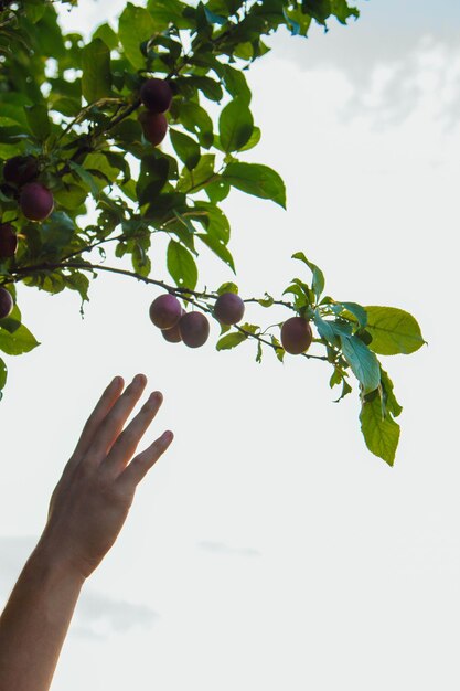 Un arbre plein de prunes bleues dans le jardin La main d'un homme recueille des prunes bleues dans le jardin Récolte de prunes Les mains des agriculteurs avec des prunes fraîchement cueillies