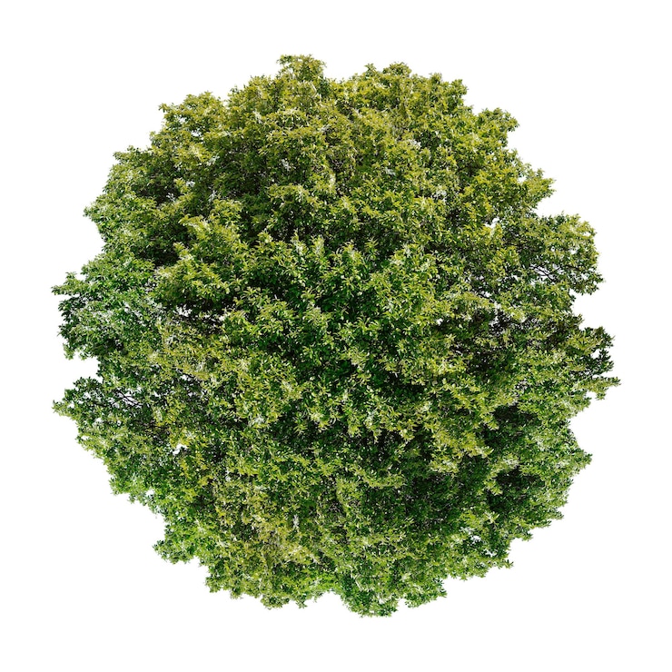 Photo arbre png vue de haut clipart arrière-plan transparent