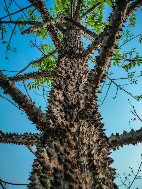 Un arbre avec des pointes dessus