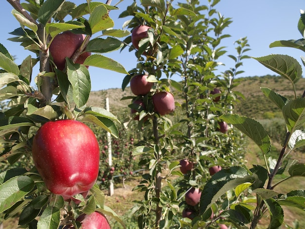 Un arbre avec des pommes dessus et le mot pomme dessus