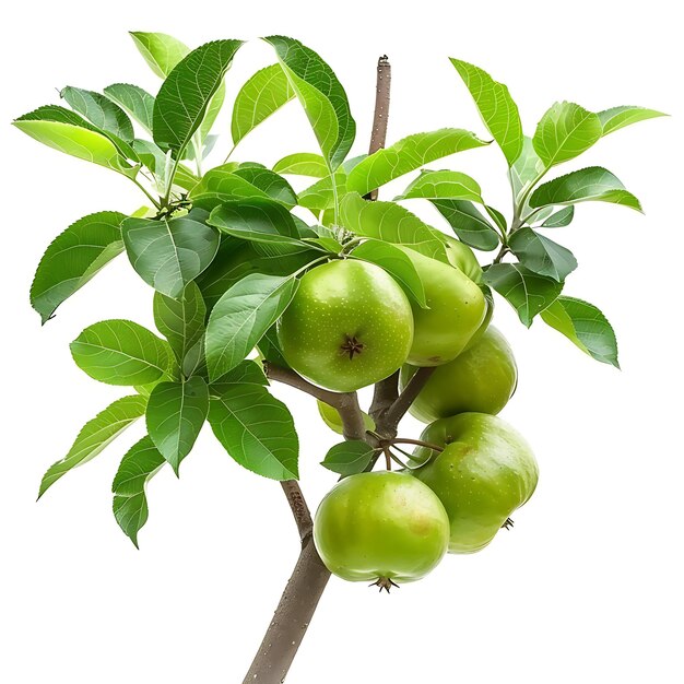 Photo un arbre avec des pommes vertes sur lui et un fond blanc