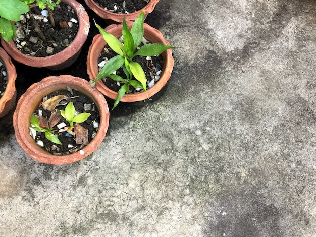 Arbre en pot sur le sol en béton Fond avec espace copie