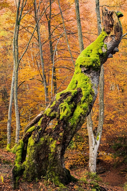 Arbre pourri dans la forêt d'automne avec mousse et petits mashrooms