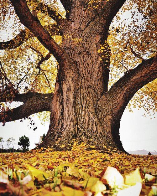 Photo arbre poussant sur le champ contre le ciel en automne