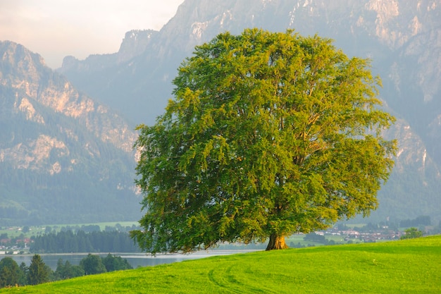 Arbre poussant sur un champ herbeux contre la montagne