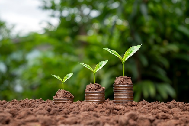 Arbre poussant sur un tas de pièces d'argent et fond vert flou. concept de croissance de l'argent et de réussite commerciale