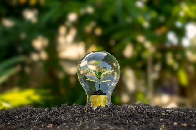 L'arbre pousse dans les ampoules, les concepts d'économie d'énergie et d'environnement le jour de la Terre.