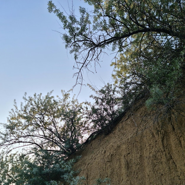 Un arbre pousse sur une falaise et le ciel est bleu.