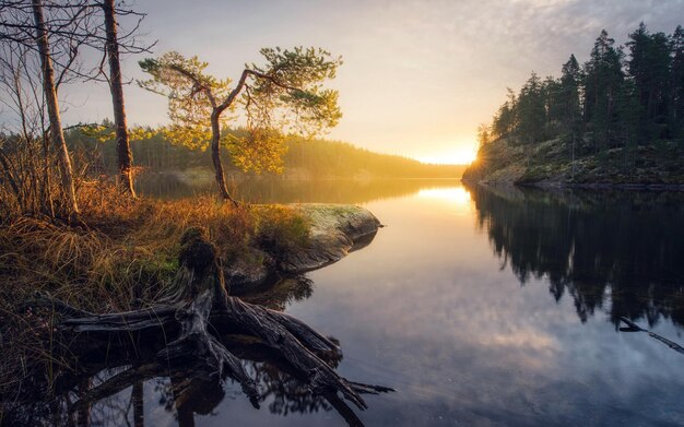 Photo un arbre pousse sur le rivage d'un lac