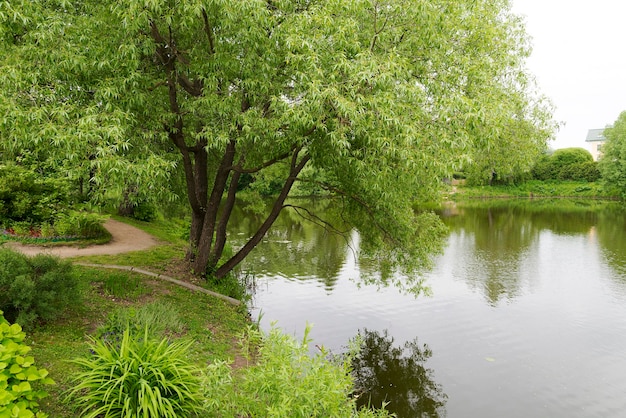 Un arbre près du lac un jour d'été