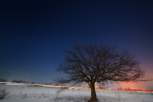 Un arbre près de la route dans le contexte du ciel étoilé de la nuit en hiver.