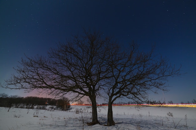 Un arbre près de la route sur fond de ciel étoilé de nuit en hiver