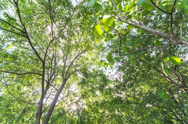 Arbre de printemps avec des feuilles vertes fraîches au coucher du soleil