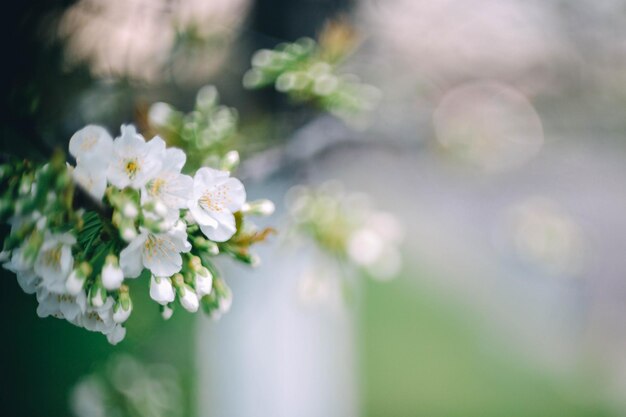 arbre de printemps fleurs de cerisier fleurs sur fond bokeh printemps doux