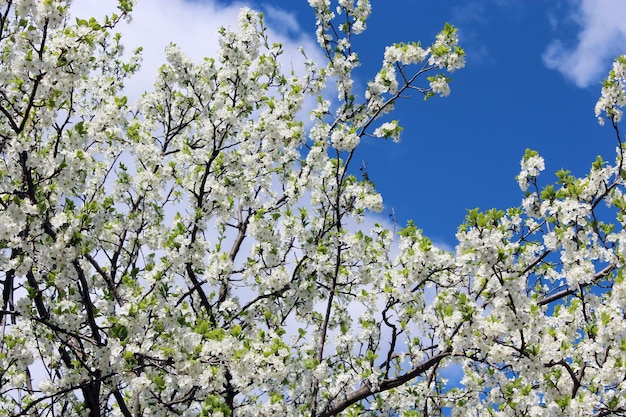 arbre de printemps en fleurs sur fond de ciel bleu