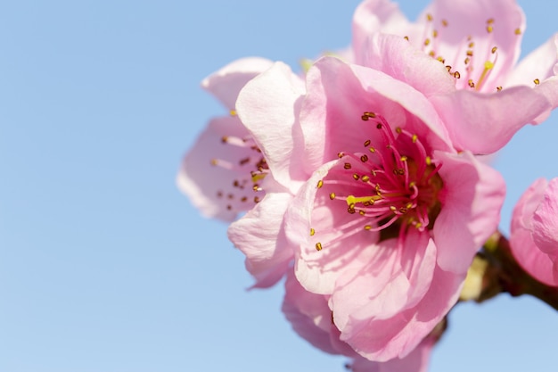 Arbre de printemps avec des fleurs roses