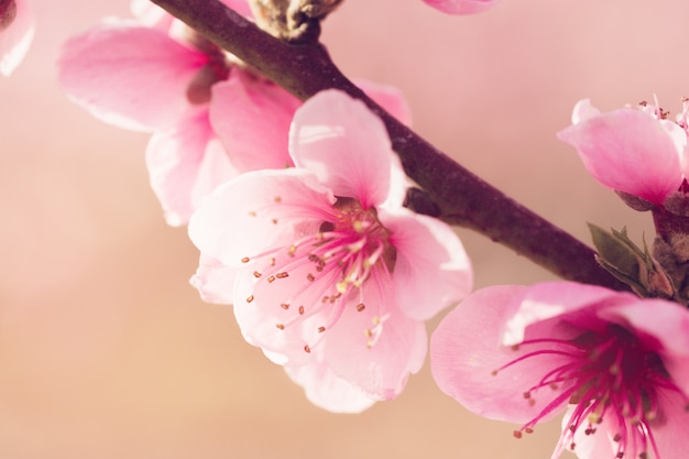 Arbre de printemps avec des fleurs roses