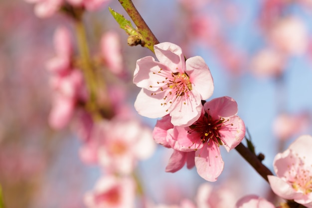 Arbre de printemps avec des fleurs roses