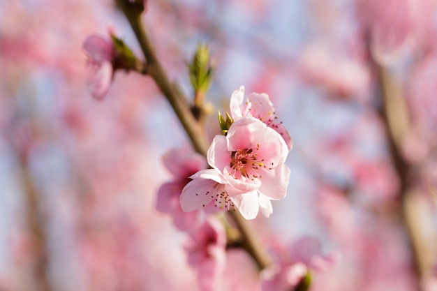 Arbre de printemps avec des fleurs roses