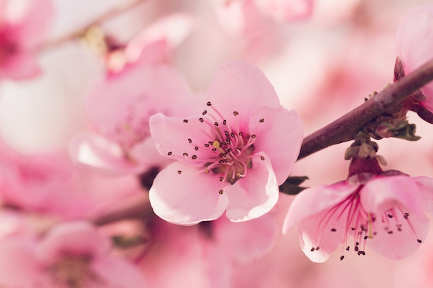 Arbre de printemps avec des fleurs roses