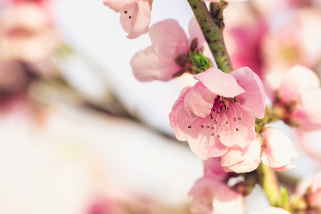 Arbre de printemps avec des fleurs roses