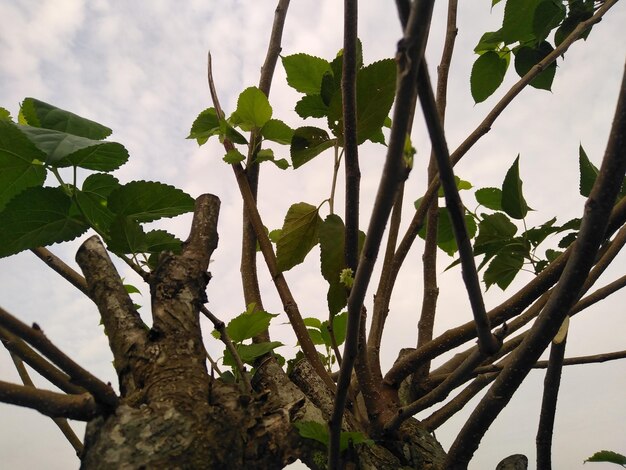 Un arbre avec quelques feuilles dessus