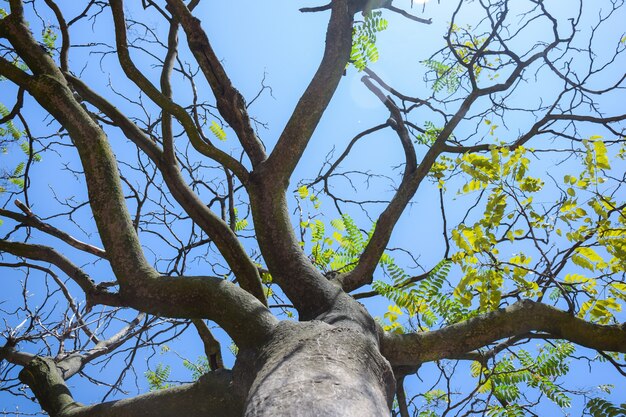 Un arbre avec quelques feuilles a été abattu d'en bas, près d'un pilier, contre un ciel bleu éclatant