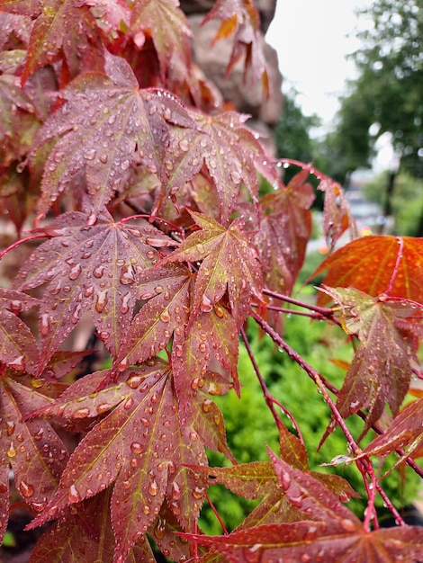 Un arbre avec quelques feuilles qui ont des gouttes d'eau sur elles.