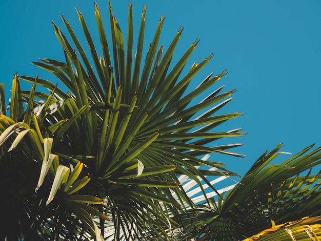 Un arbre avec quelques feuilles qui portent le mot palmier