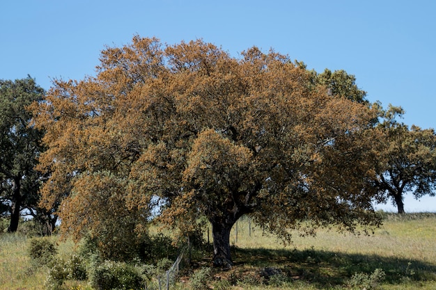 Arbre Quercus ilex