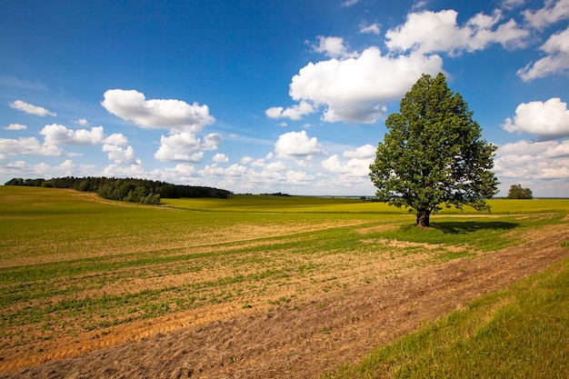 Arbre qui pousse dans un champ en été