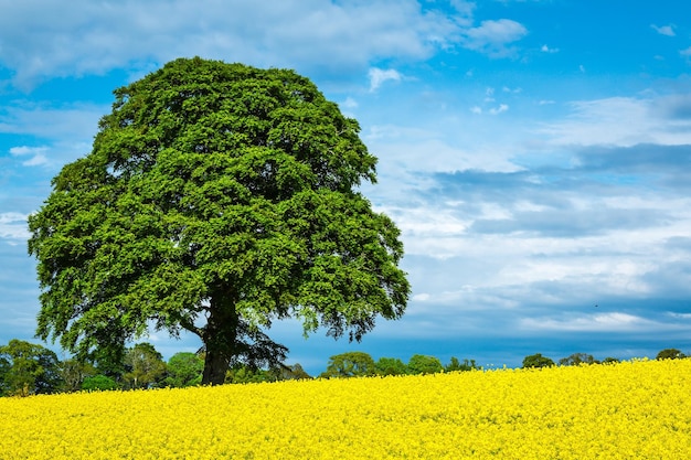Un arbre qui pousse dans une ferme de violets contre un ciel nuageux