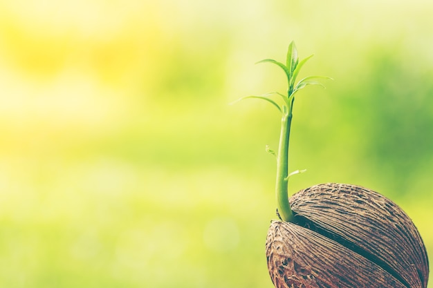 Arbre qui pousse sur fond vert